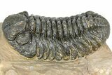 Detailed Phacopid (Morocops) Trilobite - Foum Zguid, Morocco #363137-2